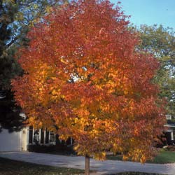 Frêne blanc / Fraxinus americana